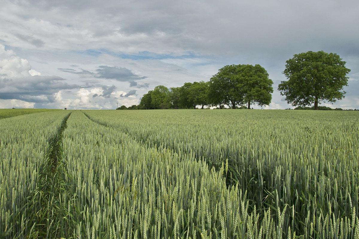 Imagen de un campo de trigo.