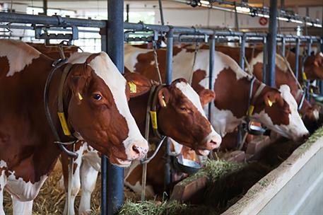 Vacas en una granja