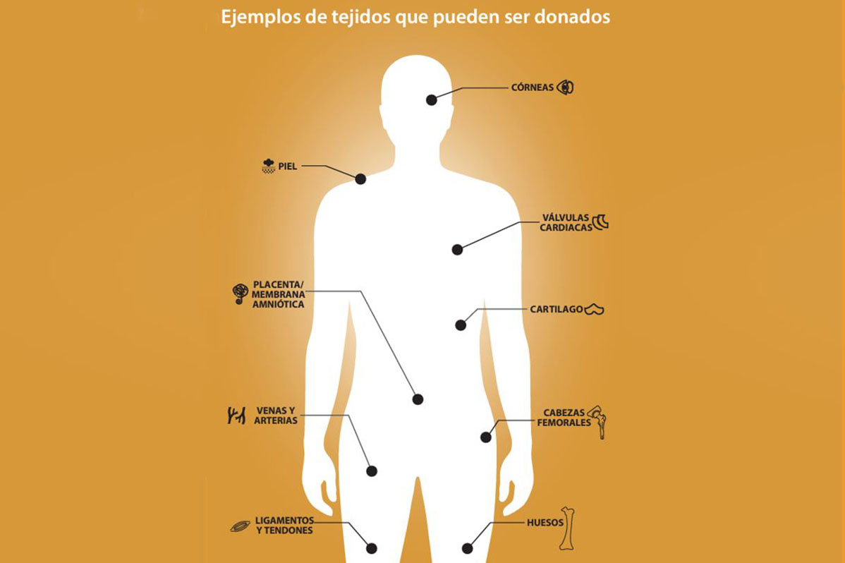 Tejidos que pueden ser donados