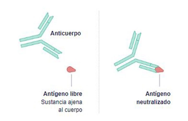 Infografía del funcionamiento de los anticuerpos