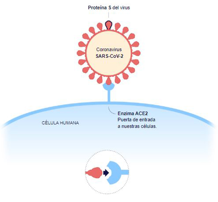 Infografía de la proteína S del virus