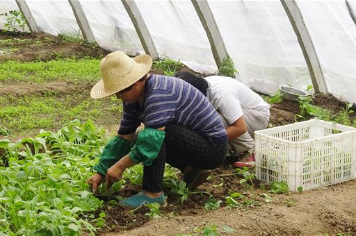 Trabajadores en un invernadero