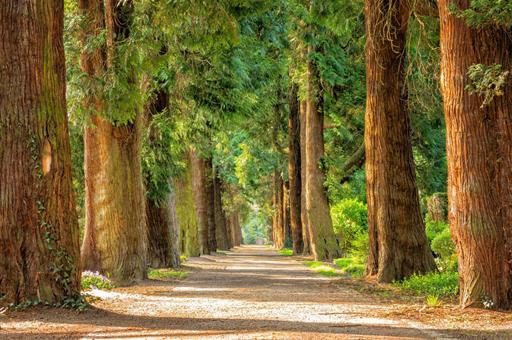 Carretera que atraviesa un bosque