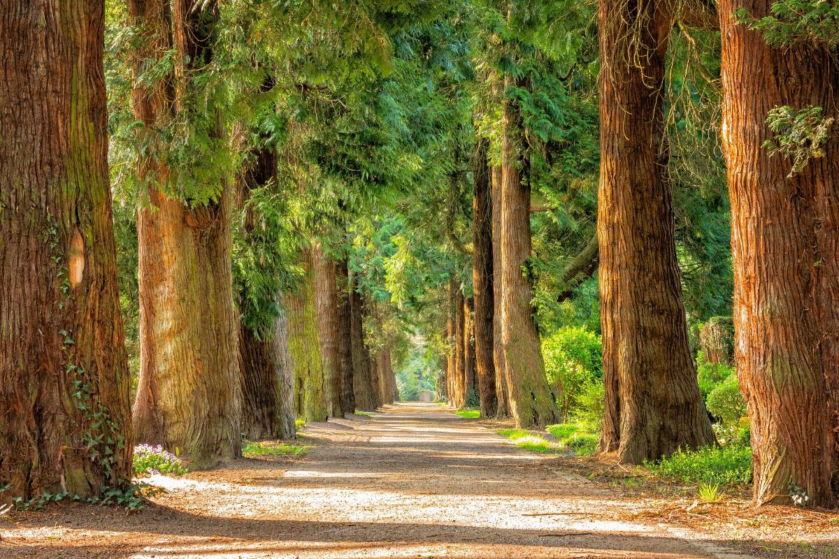 Carretera que atraviesa un bosque