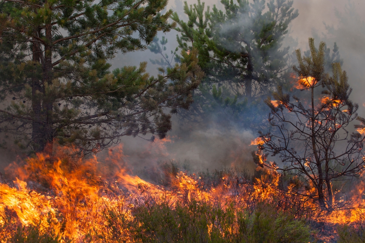 Incendios forestales y desinformación: cuáles son los bulos más habituales y cómo evitarlos Incendios forestales y desinformación: cuáles son los bulos más habituales y cómo evitarlos